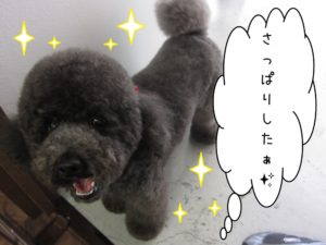 笑顔トイプードル