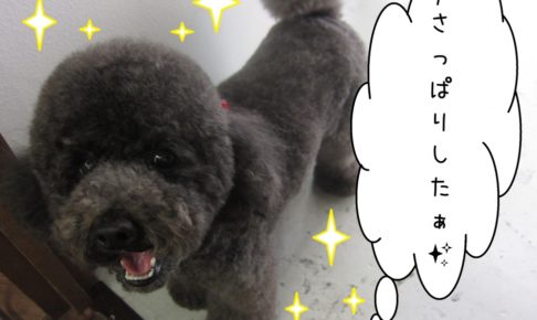 笑顔トイプードル