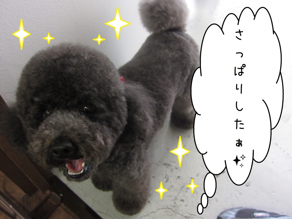 笑顔トイプードル