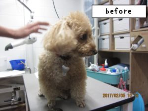 カット前トイプードル