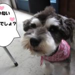 おすましMシュナ