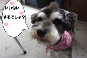 おすましMシュナ