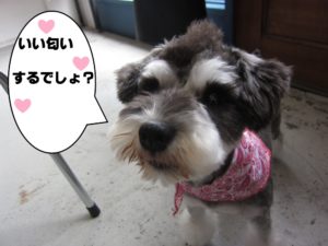 おすましMシュナ