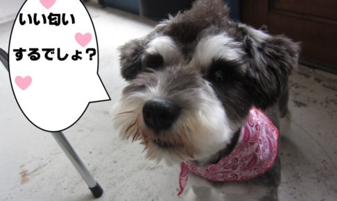 おすましMシュナ