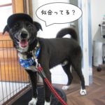 お洒落ミックス