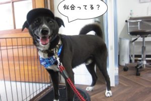 お洒落ミックス