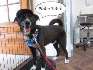 お洒落ミックス