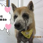 おすまし柴犬