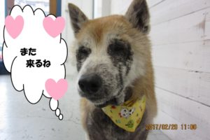 おすまし柴犬
