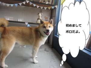施術後柴犬