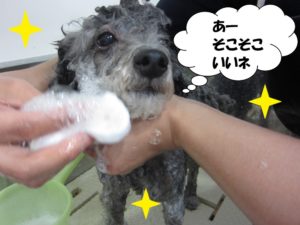 シャンプー中トイプードル