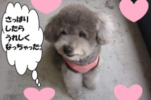 おすましトイプードル