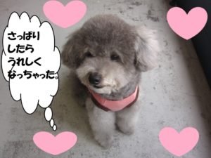 おすましトイプードル