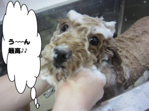 シャンプー中トイプードル