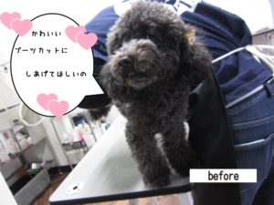カット前トイプードル