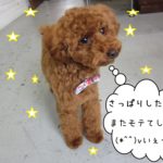 おすましトイプードル