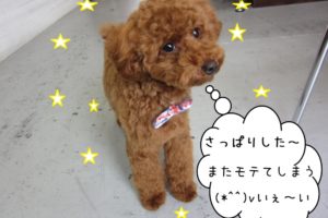 おすましトイプードル