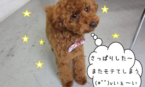 おすましトイプードル