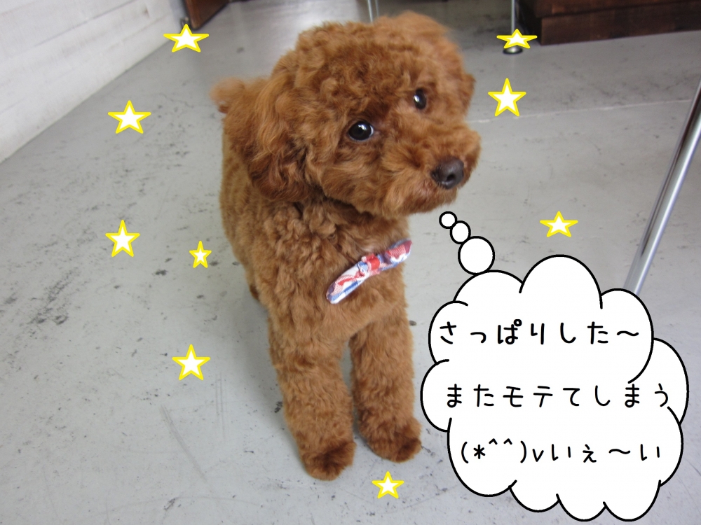 おすましトイプードル