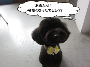 施術後トイプードル