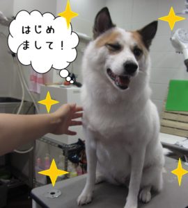 施術前ミックス