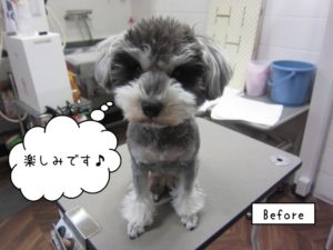 カット前Mシュナ