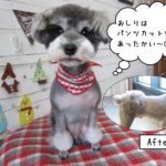 お尻カットMシュナ