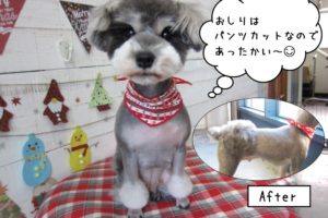 お尻カットMシュナ