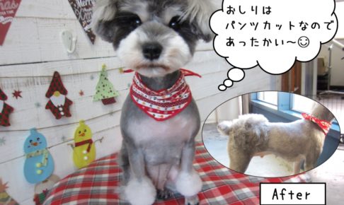 お尻カットMシュナ