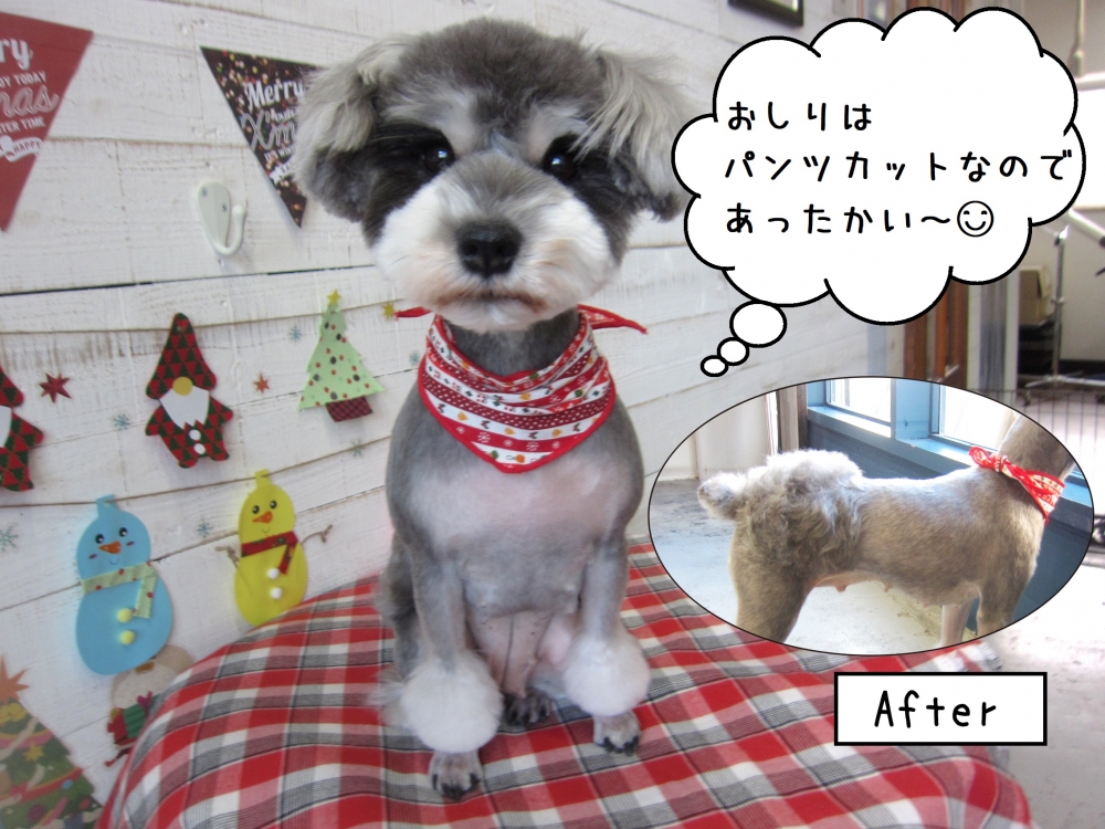 お尻カットMシュナ