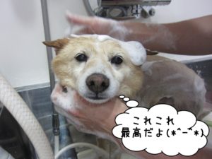 シャンプー中ミックス