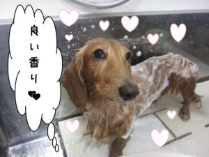 シャンプー中ミニチュアダックス