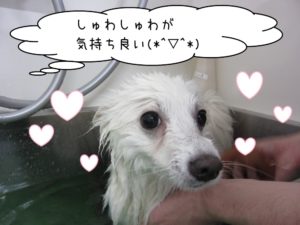 スパ中スピッツ