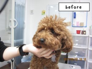 カット前トイプードル
