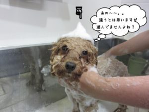 シャンプー中トイプードル