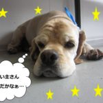 くつろぐコッカー