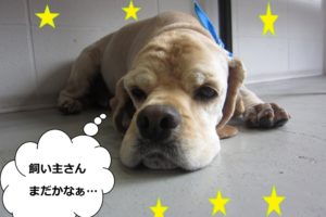 くつろぐコッカー