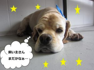 くつろぐコッカー