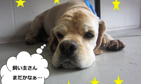 くつろぐコッカー