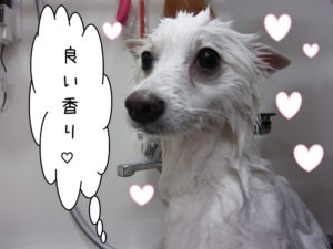 シャンプー中スピッツ