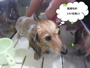 シャンプー中ミニチュアダックス