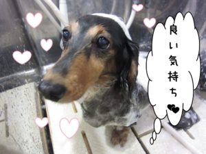 シャンプー中ミニチュアダックス