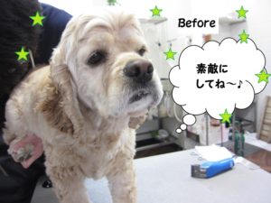 カット前コッカー