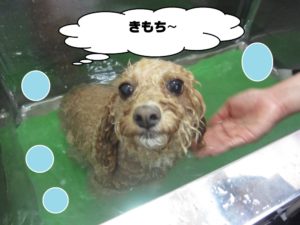 スパ中トイプードル