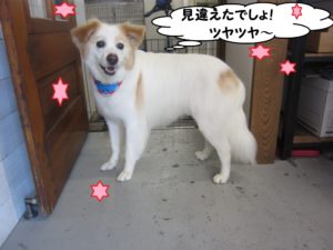 カット後ミックス