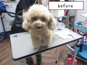 カット前トイプードル