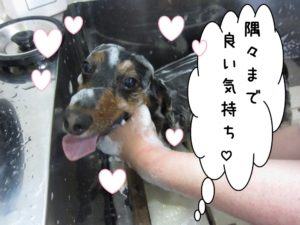 シャンプー中ミニチュアダックス