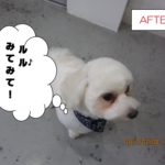 おすまし上からマルチーズ