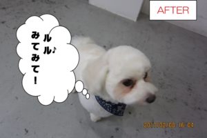 おすまし上からマルチーズ