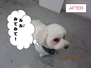 おすまし上からマルチーズ